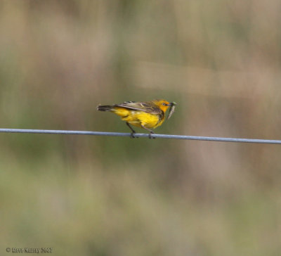 Yellow Chat (Epthianura crocea macgregori)