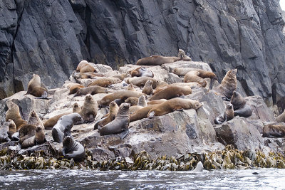 Australian Fur Seal (Arctocephalus pusillus)