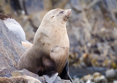 Australian Fur Seal (Arctocephalus pusillus)