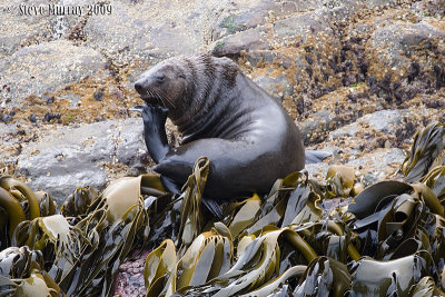 Australian Fur Seal (Arctocephalus pusillus)
