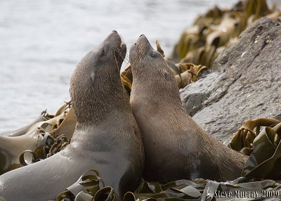 Australian Fur Seal (Arctocephalus pusillus)