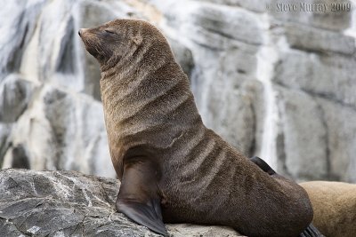 Eared Seals (Otariidae)