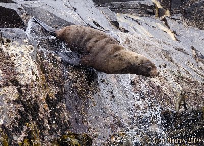 Australian Fur Seal (Arctocephalus pusillus)