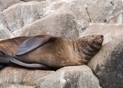 Australian Fur Seal (Arctocephalus pusillus)