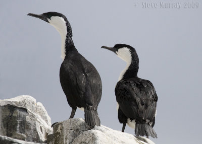 Black-faced Cormorant (Phalacrocorax fuscescens)