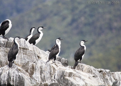 Black-faced Cormorant (Phalacrocorax fuscescens)