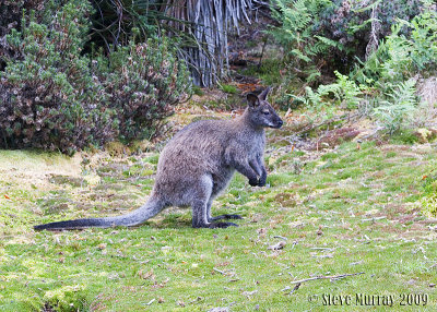 Red-necked Wallaby (Macropus rufogriseus rufogriseus)