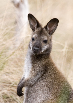 Red-necked Wallaby (Macropus rufogriseus rufogriseus)