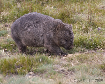 Common Wombat