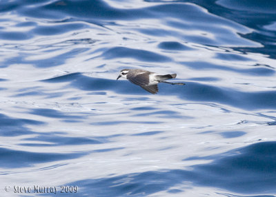 White-faced Storm-Petrel (Pelagodroma marina)