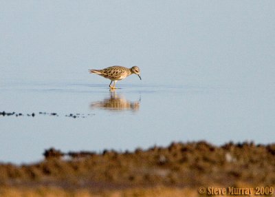 Buff-breasted Sandpiper (Calidris subruficollis)