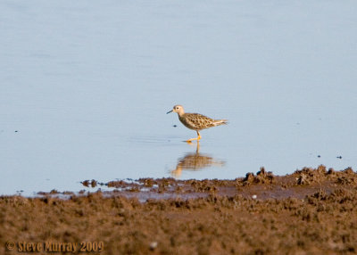 Buff-breasted Sandpiper (Calidris subruficollis)