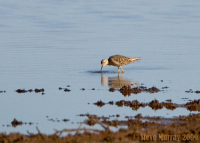 Buff-breasted Sandpiper (Calidris subruficollis)