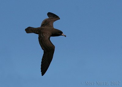 Flesh-footed Shearwater (Ardenna carneipes)