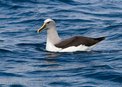 Buller's Albatross (Thalassarche bulleri)