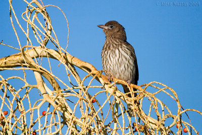 Australasian Figbird (Sphecotheres vieilloti)