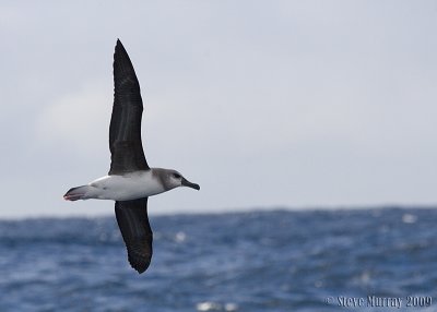 Grey-headed Albatross (Thalssarche chrysostoma)