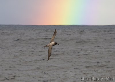 Light-mantled Albatross (Phoebetria palpebrata)