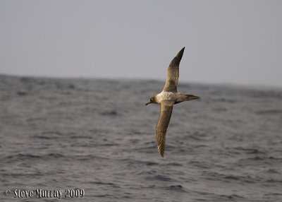 Light-mantled Albatross (Phoebetria palpebrata)