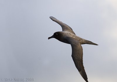 Light-mantled Albatross (Phoebetria palpebrata)