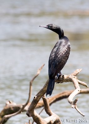 Little Black Cormorant (Phalacrocorax sulcirostris)