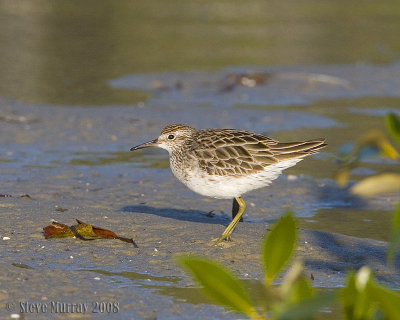 Sharp-tailed Sandpiper (Calidris acuminata)