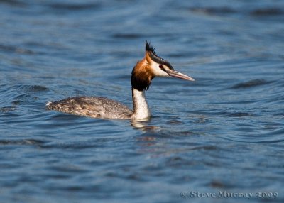 Great Crested Grebe (Podiceps cristatus australis)