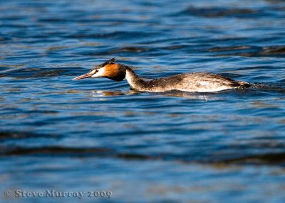 Great Crested Grebe (Podiceps cristatus australis)