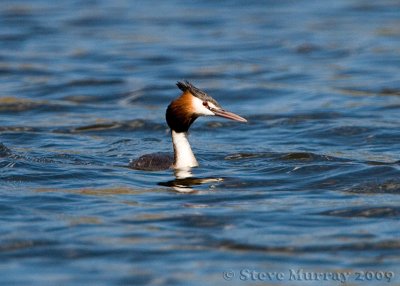 Great Crested Grebe (Podiceps cristatus australis)