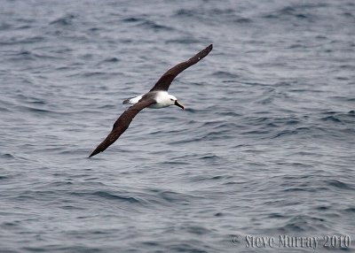 Indian Yellow-nosed Albatross (Thalassarche carteri)