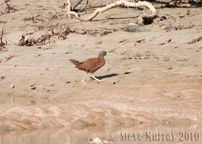 Chestnut Rail (Eulabeornis castaneoventris)