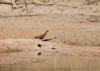Chestnut Rail (Eulabeornis castaneoventris)