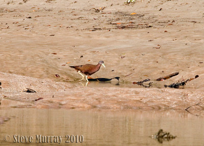 Chestnut Rail (Eulabeornis castaneoventris)