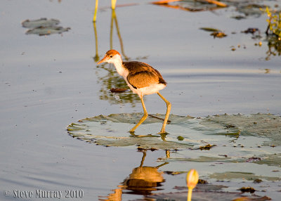 Comb-crested Jacana (Irediparra gallinacea)