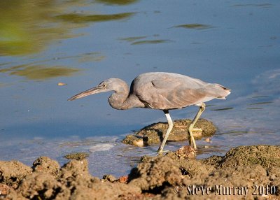 Pacific Reef Heron (Egretta sacra)