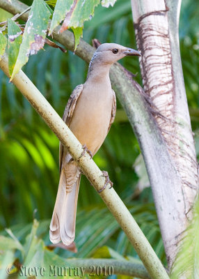 Great Bowerbird (Chlamydera nuchalis)