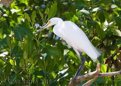 Little Egret (Egretta garzetta nigripes)