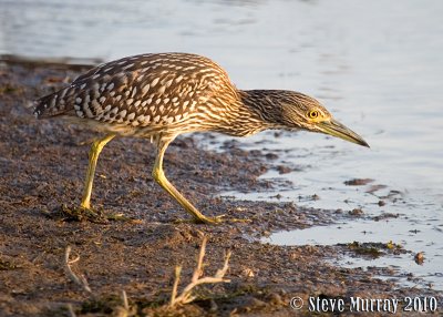 Nankeen Night Heron (Nycticorax caledonicus australasiae)