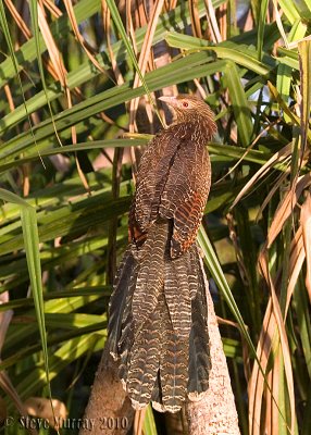 Pheasant Coucal (Centropus phasianinus)