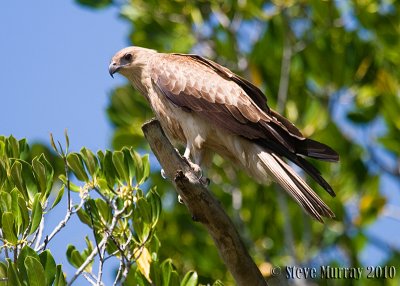 Whistling Kite (Haliastur sphenurus)