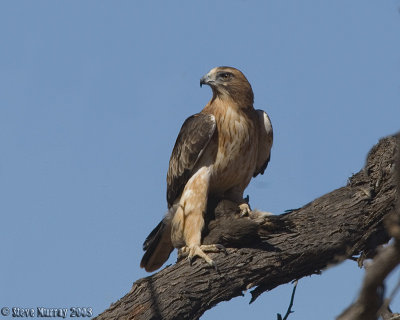 Little Eagle (Hieraaetus morphnoides)