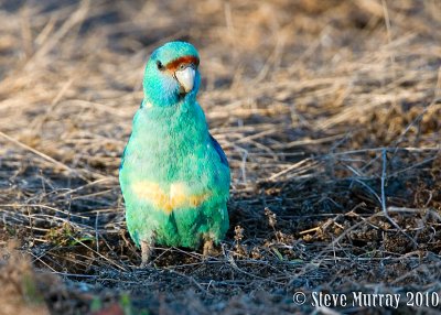 Australian Ringneck (Barnardius zonarius barnardi)