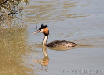 Great Crested Grebe (Podiceps cristatus australis)