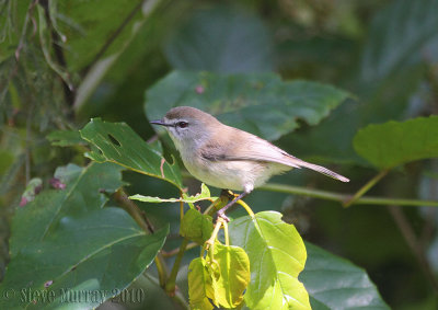 Brown Gerygone