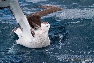 Antipodean Albatross (Diomedea antipodensis)