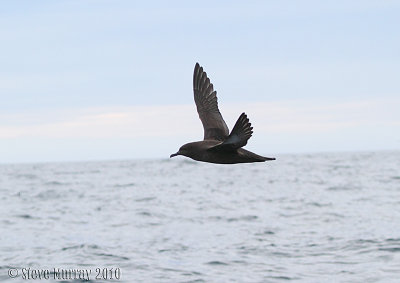 Sooty Shearwater (Ardenna griseus)
