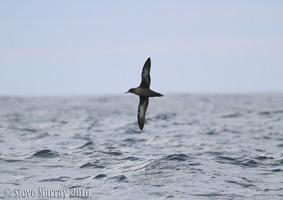 Sooty Shearwater (Ardenna griseus)