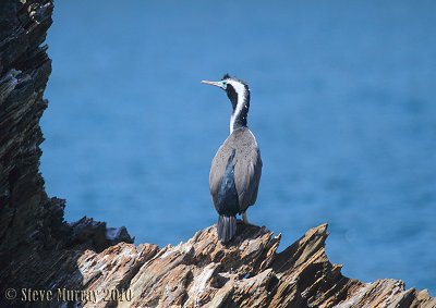 Spotted Shag (Phalacrocorax punctatus)