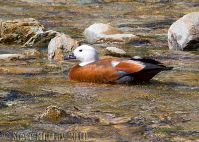 Paradise Shelduck