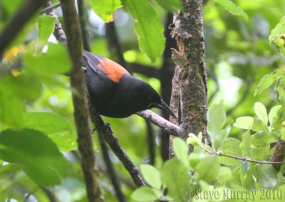 South Island Saddleback (Philesturnus carunculatus)